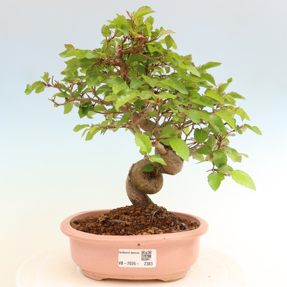 Vonkajší bonsaj -Carpinus coreana - Hrab kórejský
