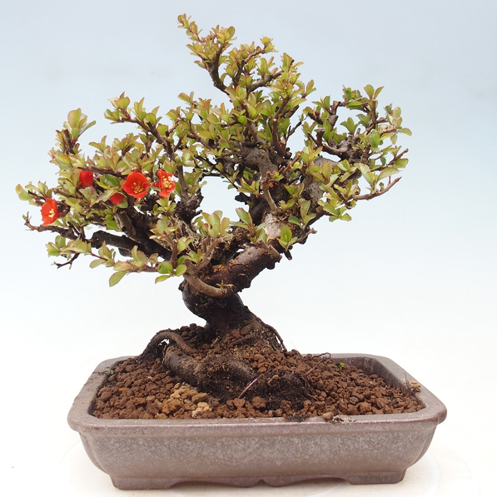Vonkajšie bonsaje - Chaneomeles speciosa - Kdoule