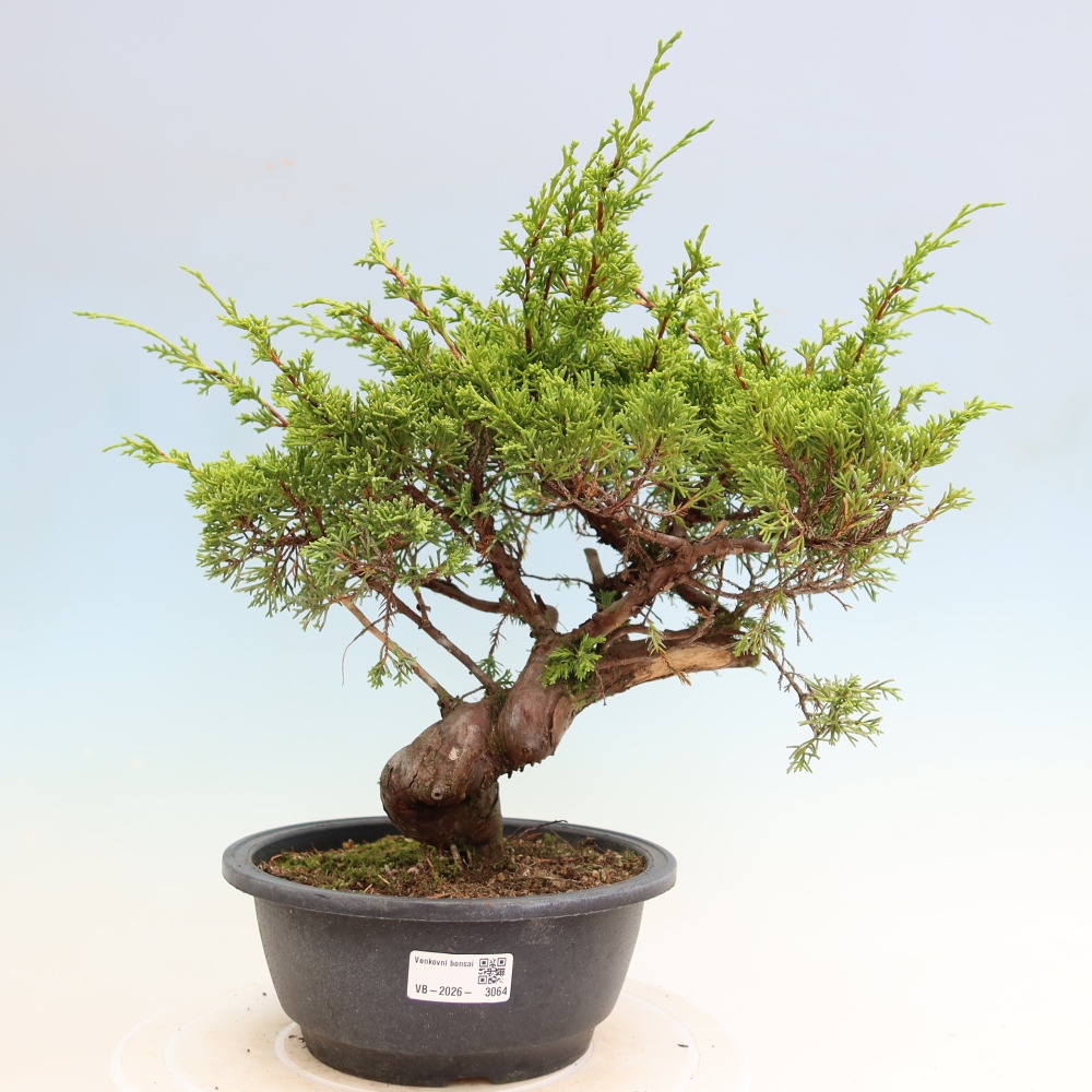 Vonkajší bonsai – Juniperus chinensis Itoigawa – čínsky jalovec