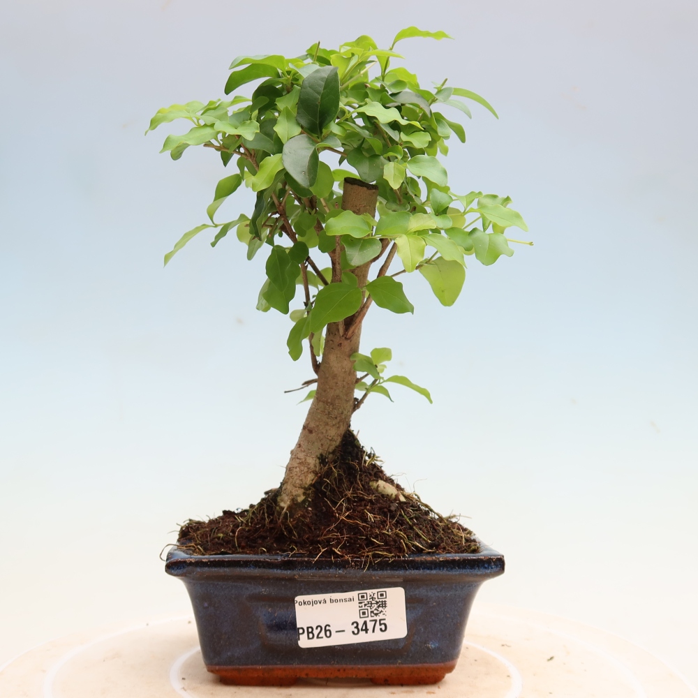 Izbový bonsaj -Ligustrum chinensis - Vtáčí zobák