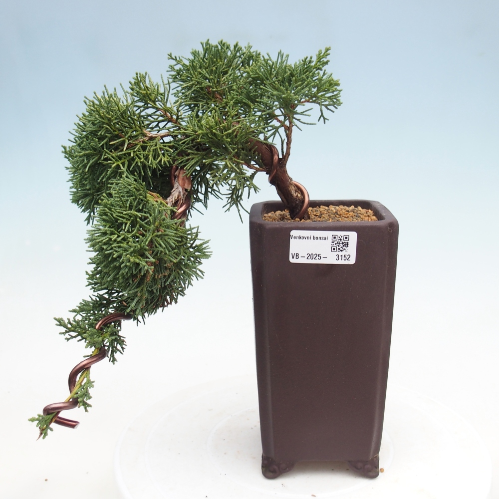 Vonkajší bonsai - Juniperus chinensis Kishu -Jalovec čínsky
