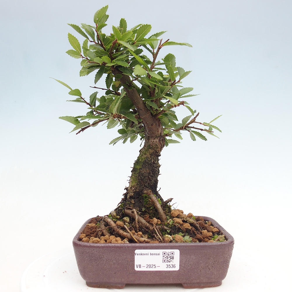 Vonkajšie bonsai - Zelkova - Zelkova Nirom