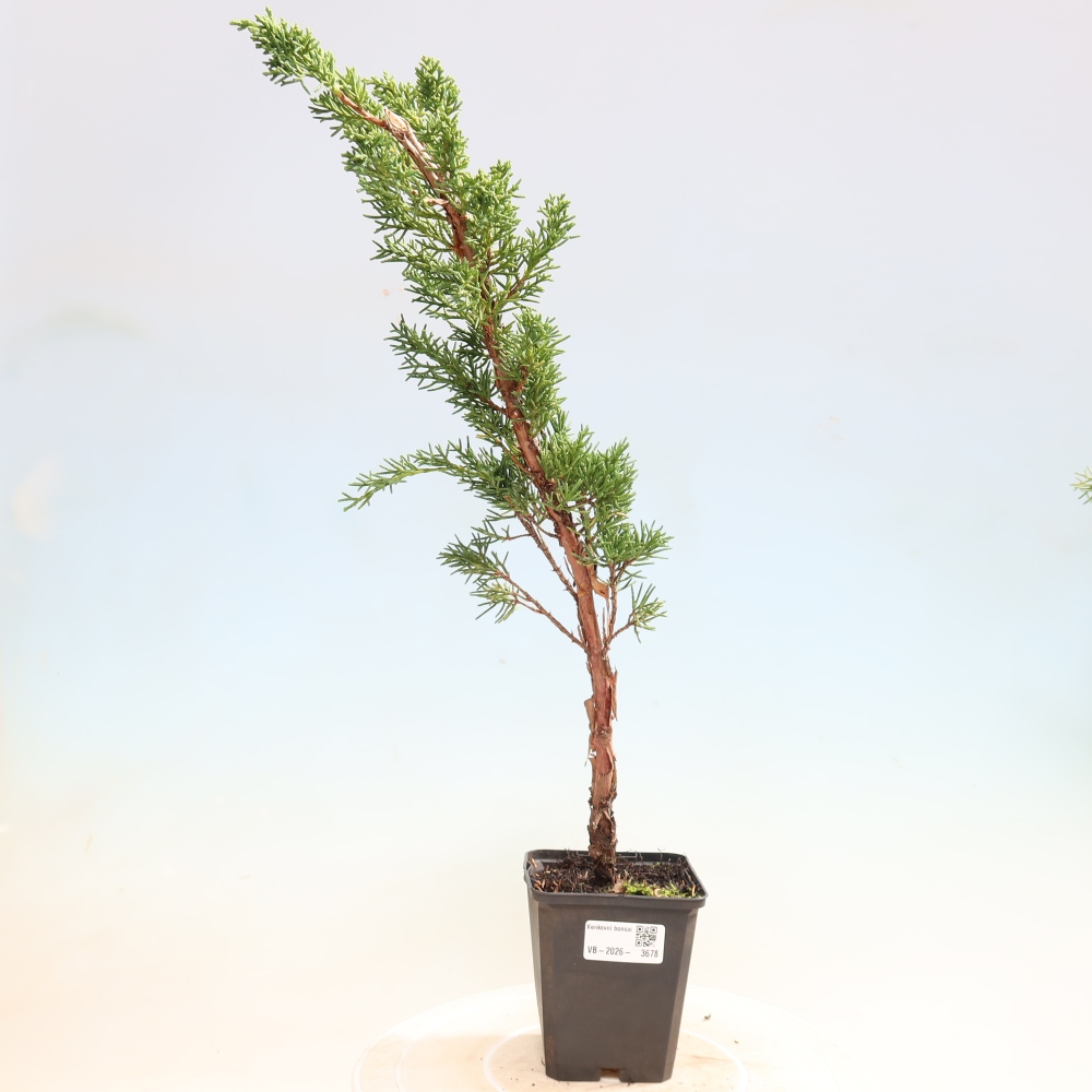 Vonkajší bonsaj - Juniperus chinensis Kishu