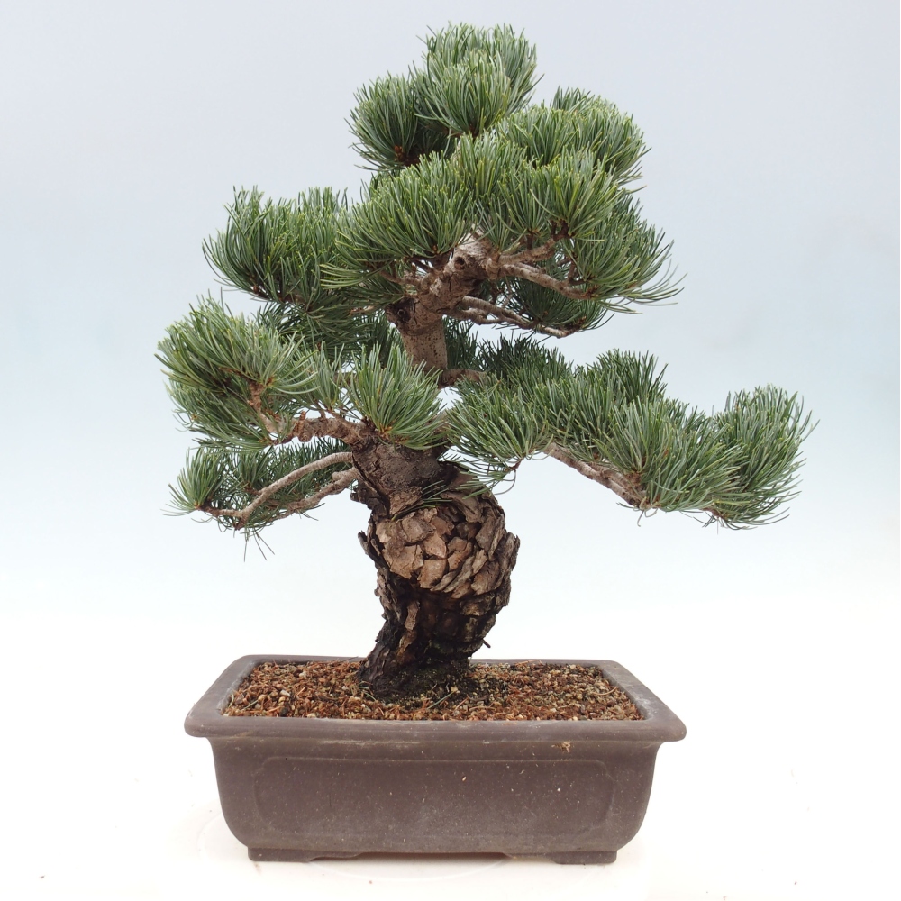 Vonkajšie bonsai - Pinus parviflora - Borovica drobnokvetá