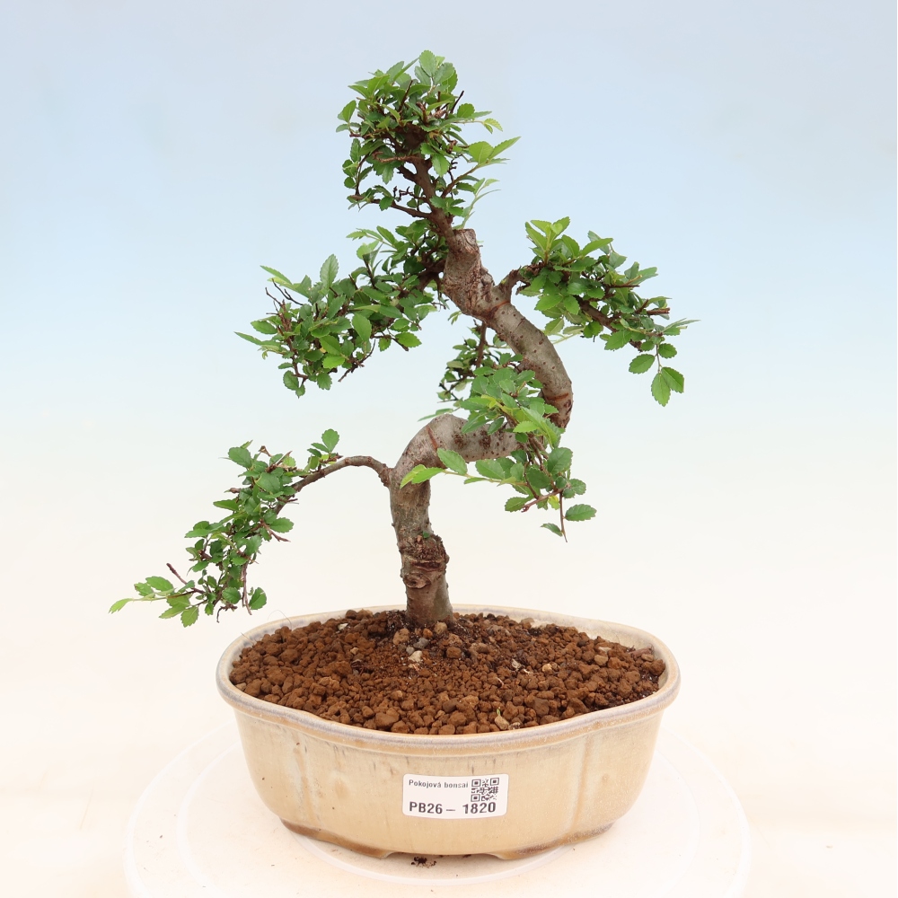 Izbový bonsaj - Ulmus parvifolia - brest malolistý