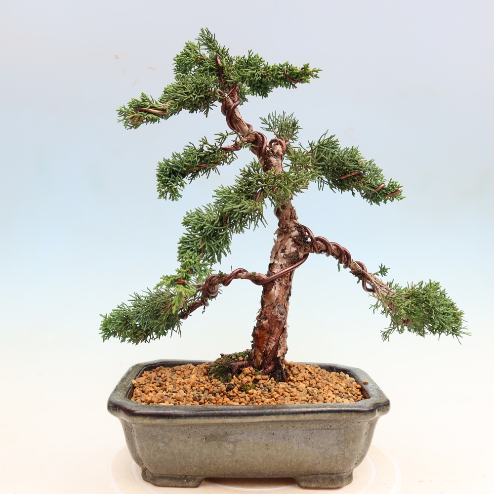 Vonkajší bonsaj - Juniperus chinensis Kishu