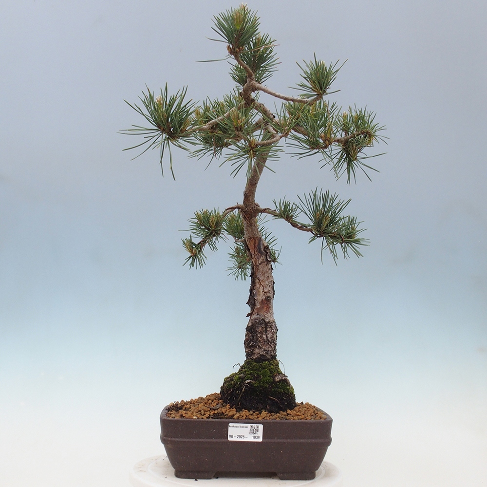 Vonkajšie bonsai - Pinus Sylvestris - Borovica lesná
