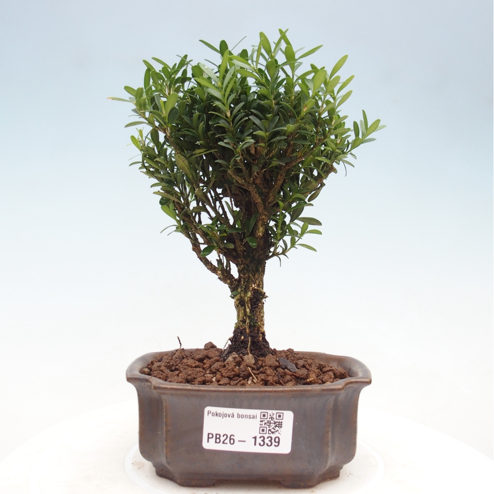 Izbové bonsaje - Buxus harlandii - korkový buxus