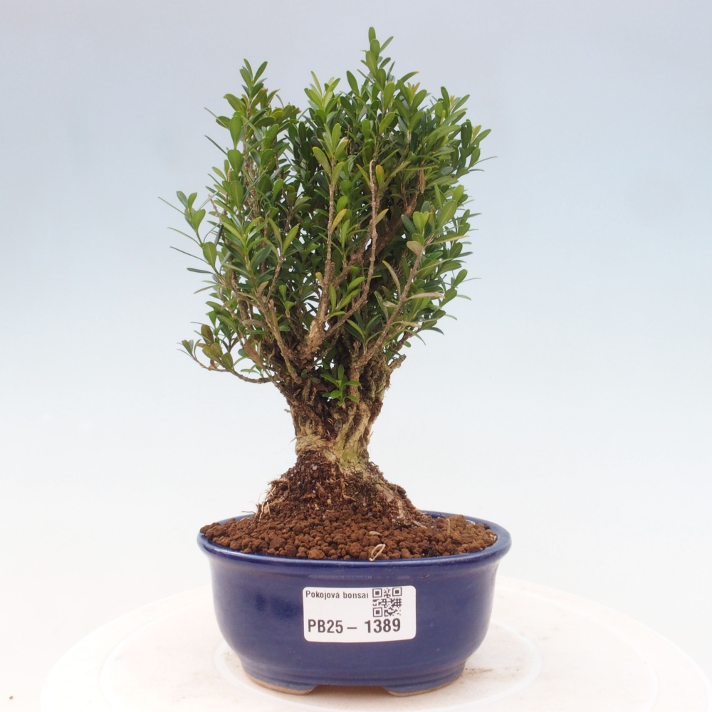 Izbová bonsai - Buxus harlandii - korkový buxus