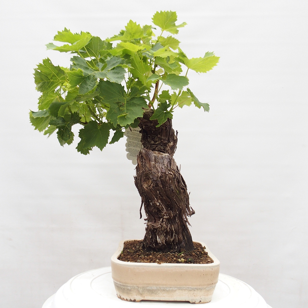 Vonkajší bonsai - Vitis vinnifera MUSKAT ITALIA  - Vínna réva