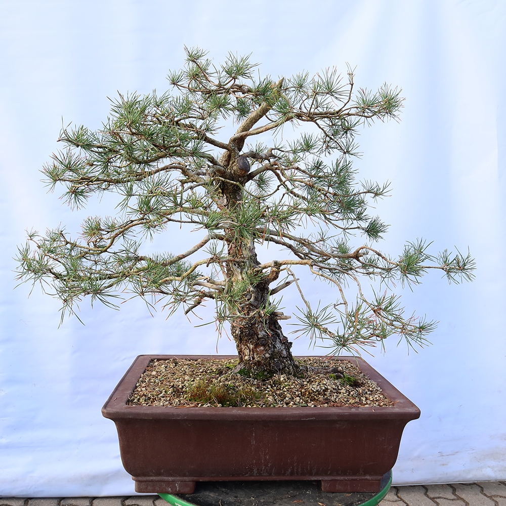 Pinus sylvestris Španielsko – borovica lesná