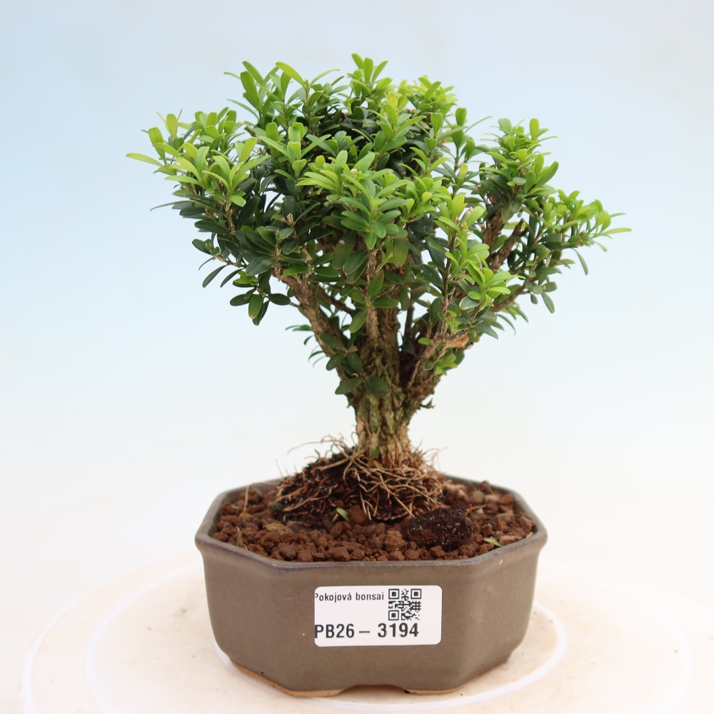 Izbové bonsaje - Buxus harlandii - korkový buxus