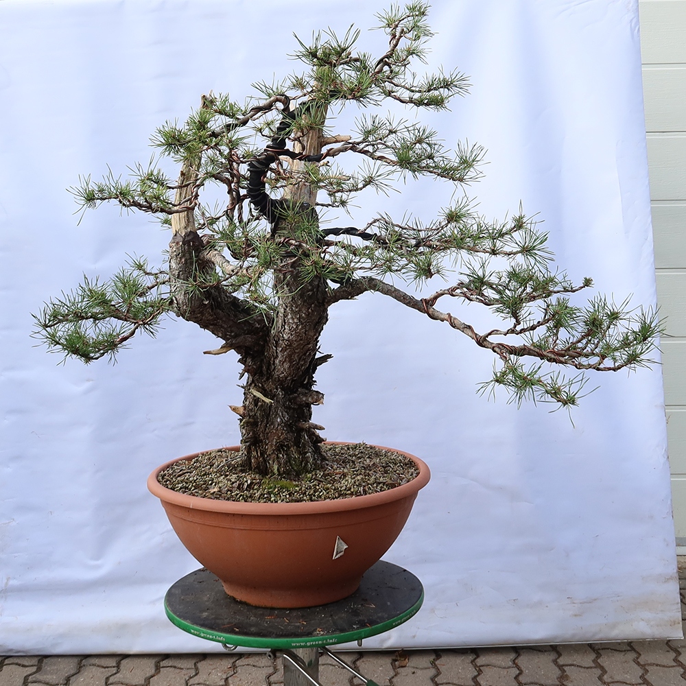 Pinus sylvestris Španielsko – borovica lesná