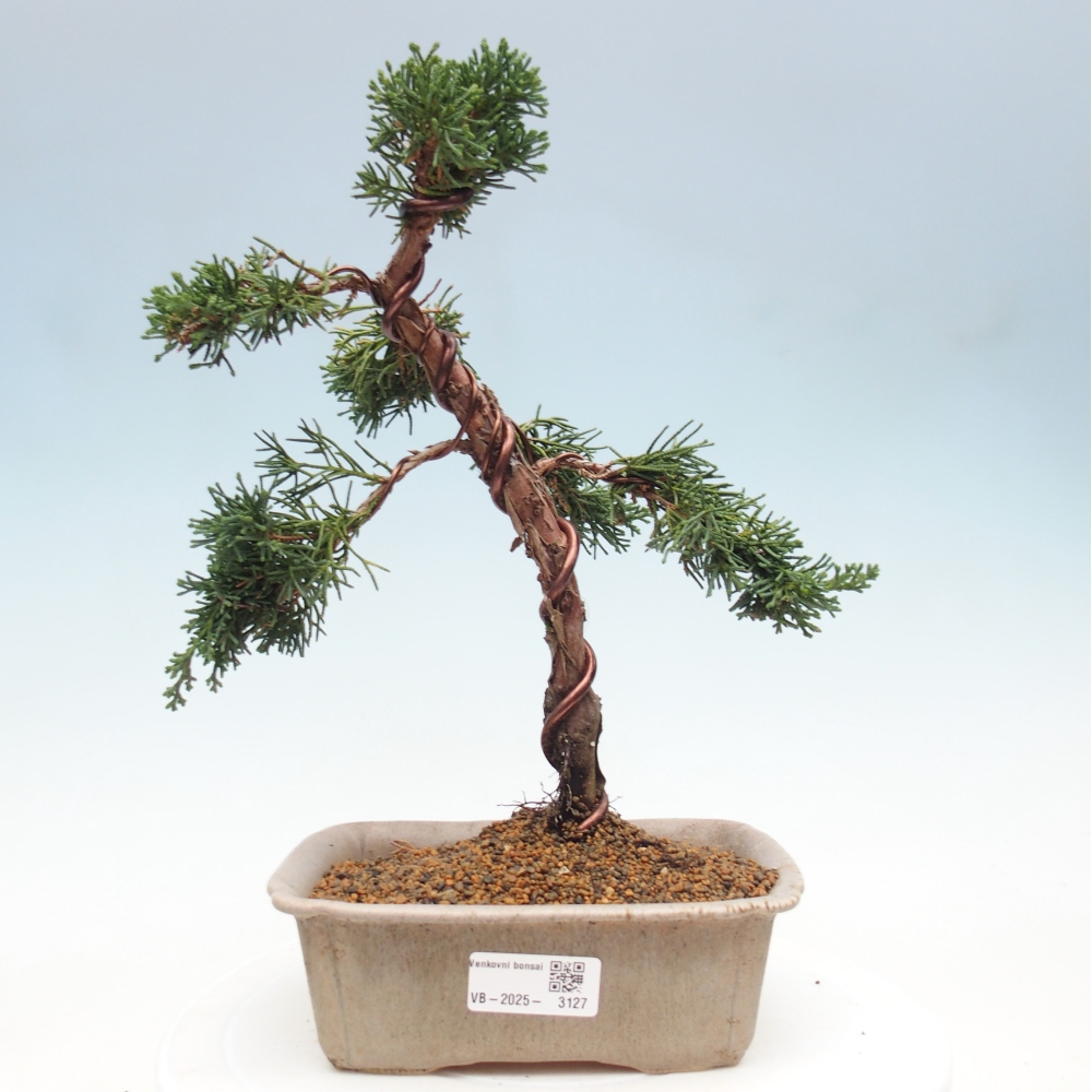 Vonkajší bonsai - Juniperus chinensis Kishu -Jalovec čínsky