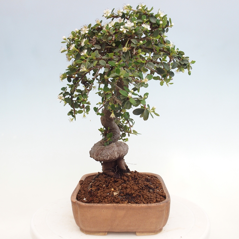 Vonkajší bonsai-Cotoneaster dammeri - Skalník Damerov