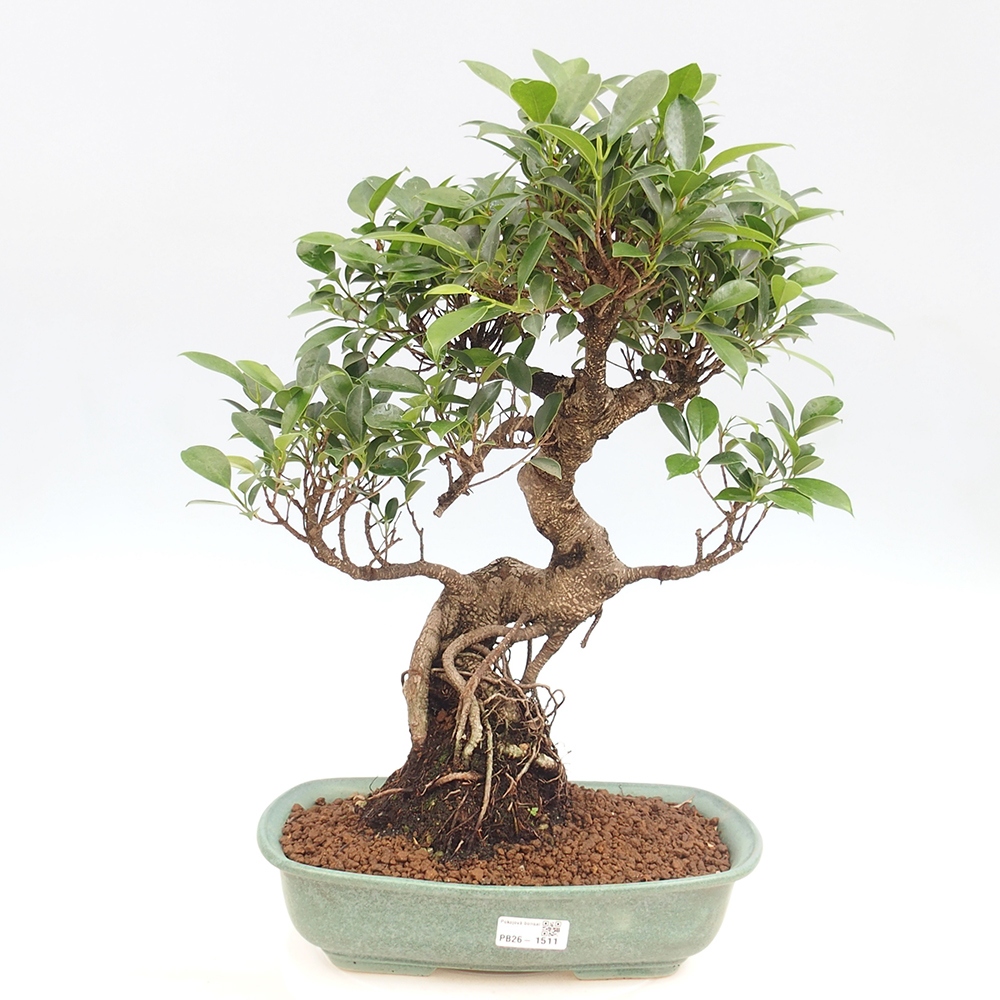 Izbové bonsaje - Ficus kimmen - drobnolistý fikus
