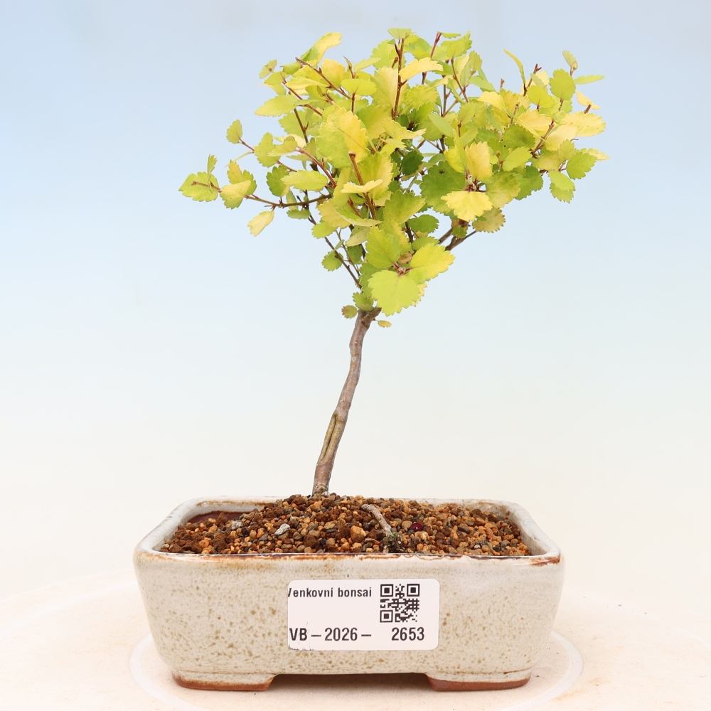 Vonkajší bonsai – trpasličia breza – Betula NANA Golden Treasure