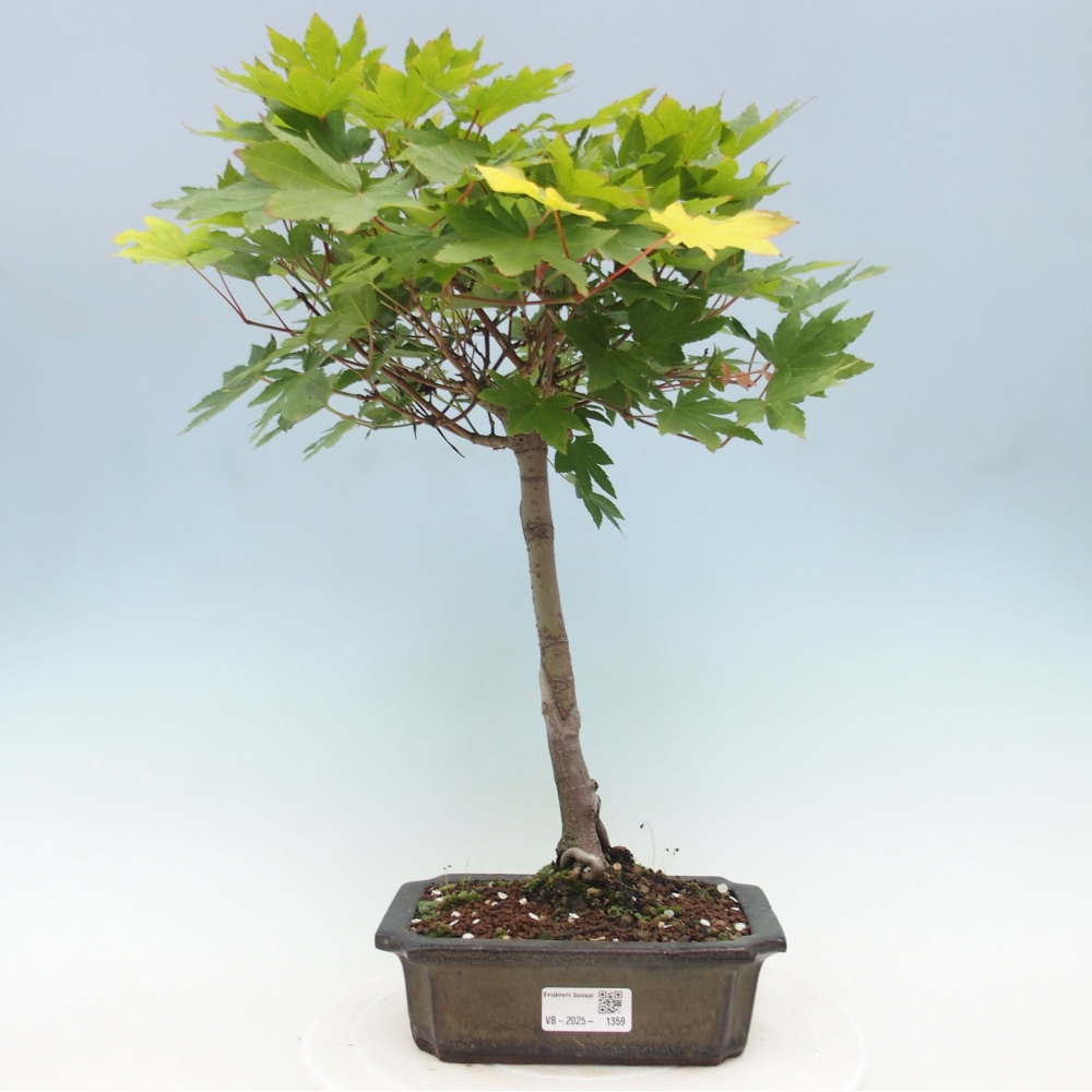 Vonkajší bonsai - Javor palmatum katsura GISAN - Javor dlanitolistý