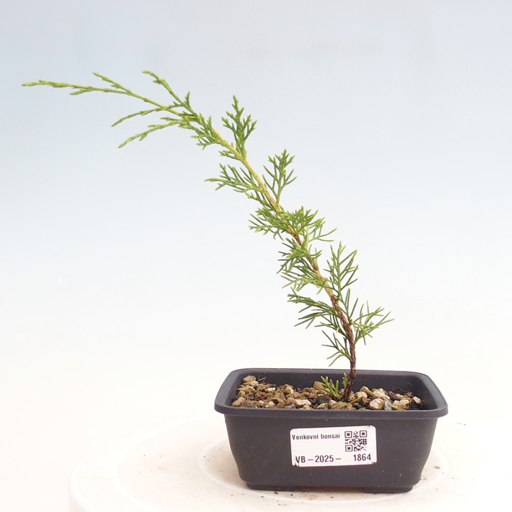 Vonkajší bonsai - Juniperus chinensis Itoigawa -Jalovec čínsky