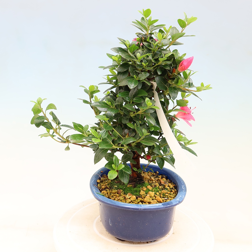Vonkajšie bonsaje - Japonské azalky - Azalea Kobai