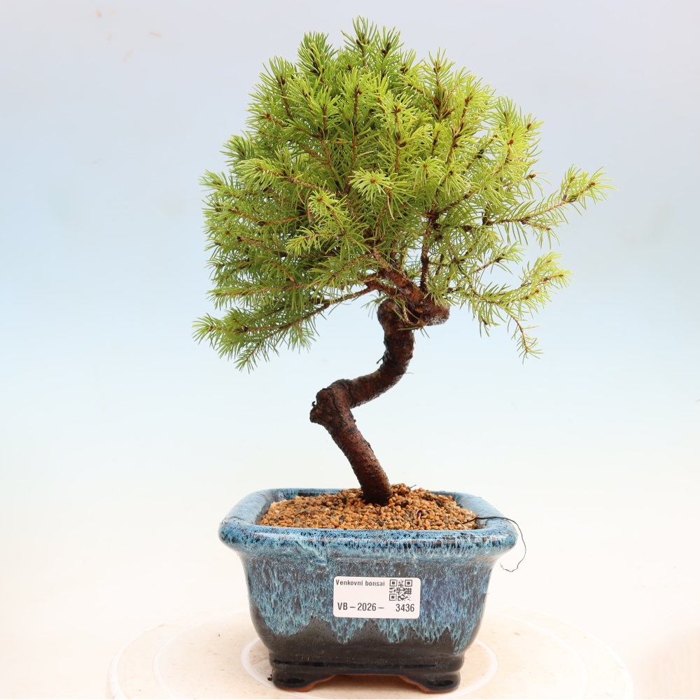 Vonkajší bonsai – Smrek sivý – Picea glauca globe