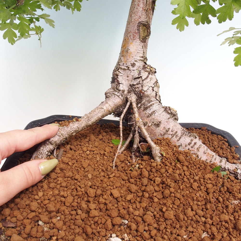 Vonkajší bonsai - Hloh - Crataegus monogyna