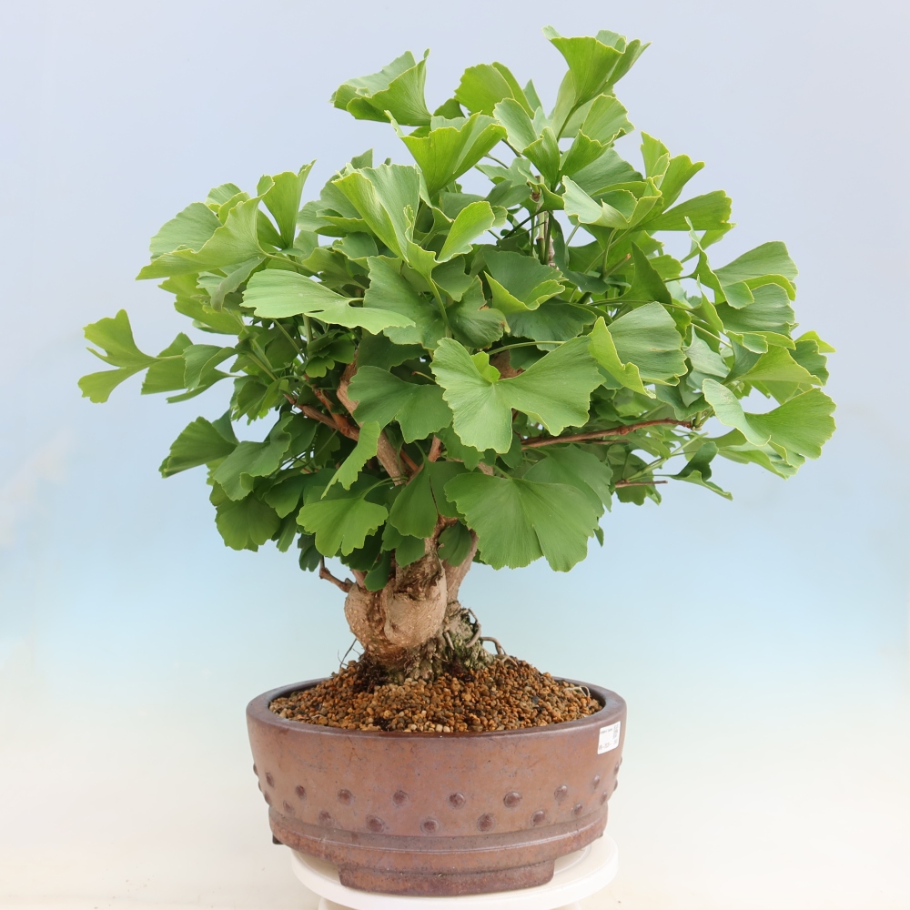 Vonkajšie bonsaje - Ginkgo biloba - Ginkgo biloba
