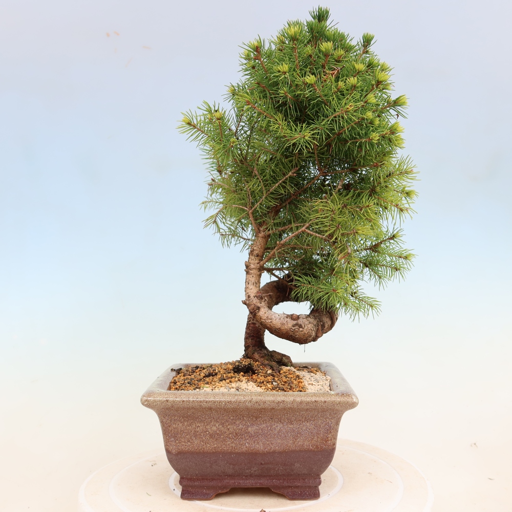 Vonkajší bonsai – Smrek sivý – Picea glauca globe