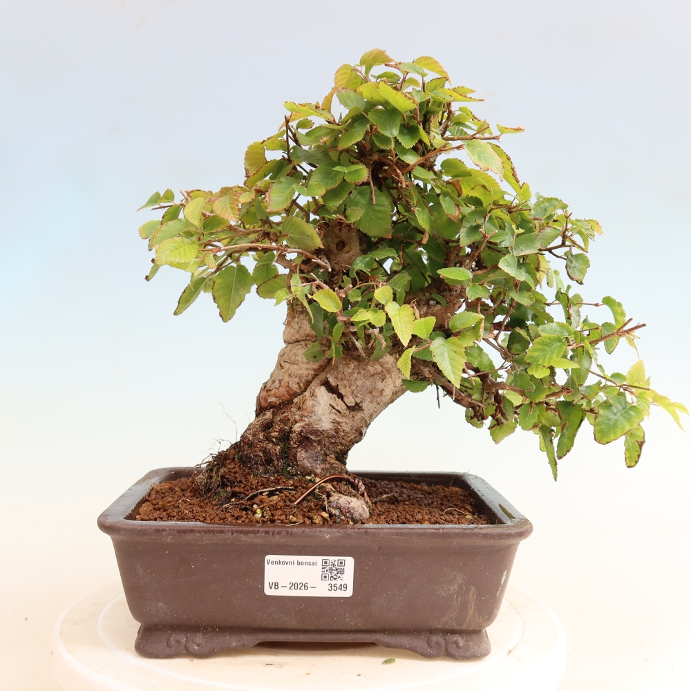 Vonkajšie bonsaje -Carpinus CARPINOIDES - Hrab kórejský