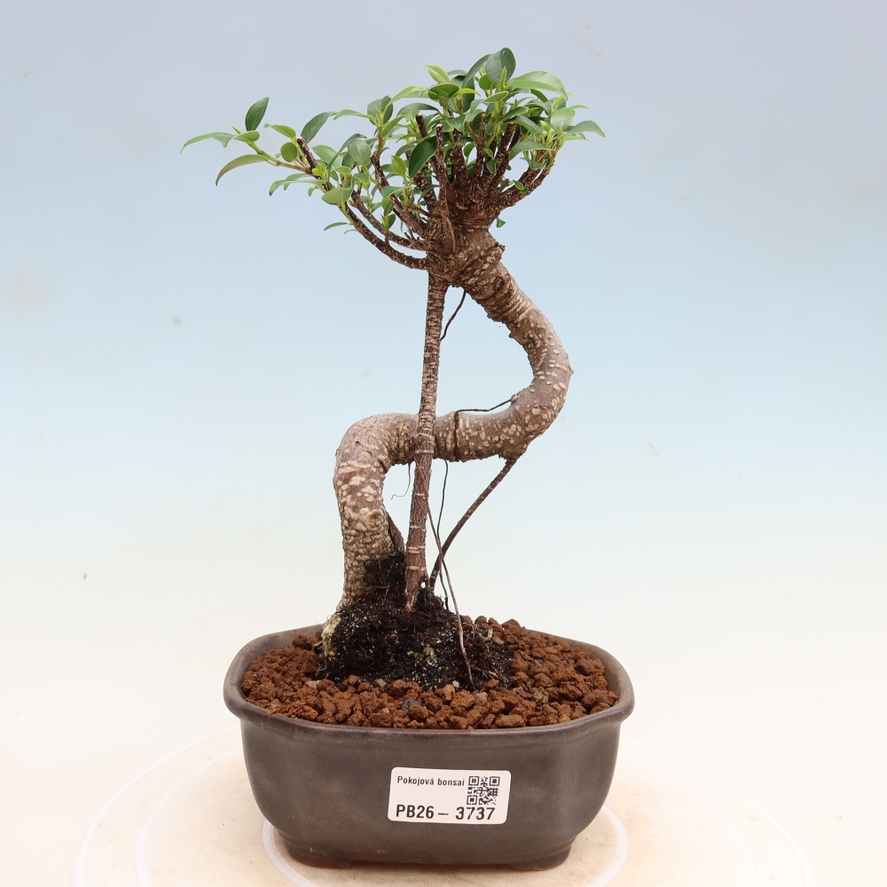 Izbové bonsaje - Ficus kimmen - drobnolistý fikus