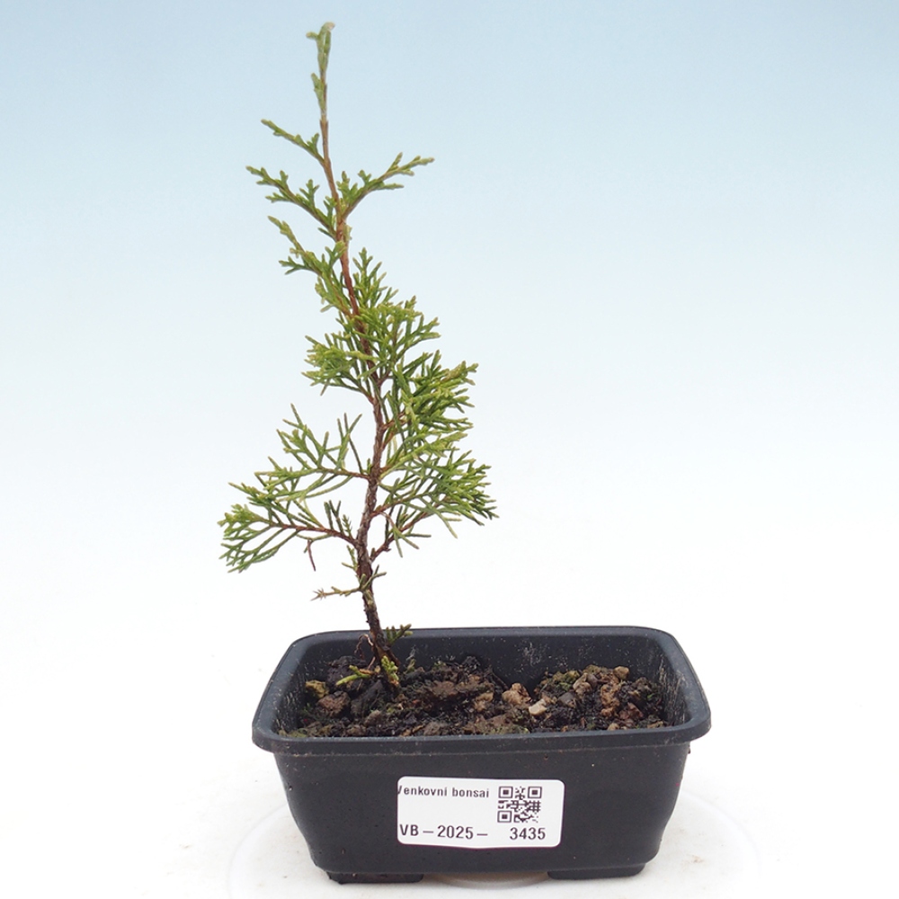 Vonkajší bonsai - Juniperus chinensis Itoigawa -Jalovec čínsky