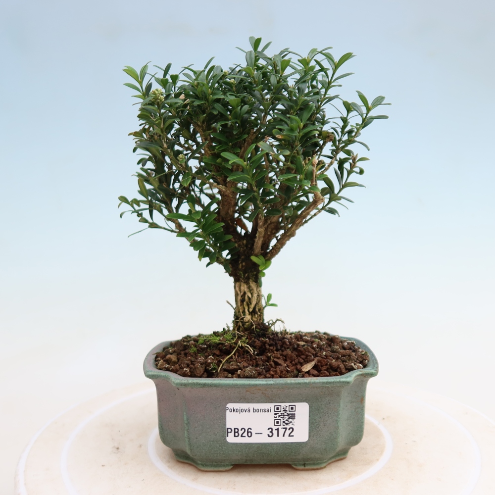 Izbové bonsaje - Buxus harlandii - korkový buxus