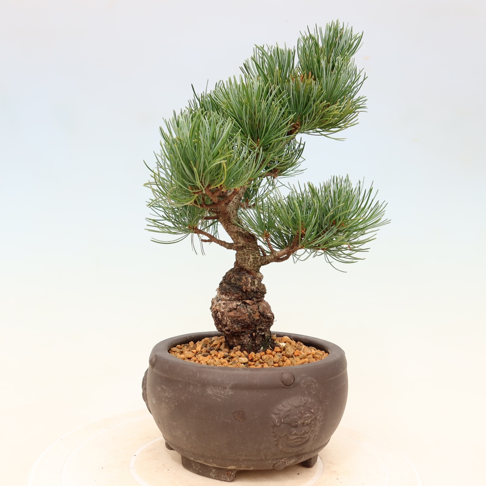 Vonkajšie bonsaje - Pinus parviflora - Pinus parviflora