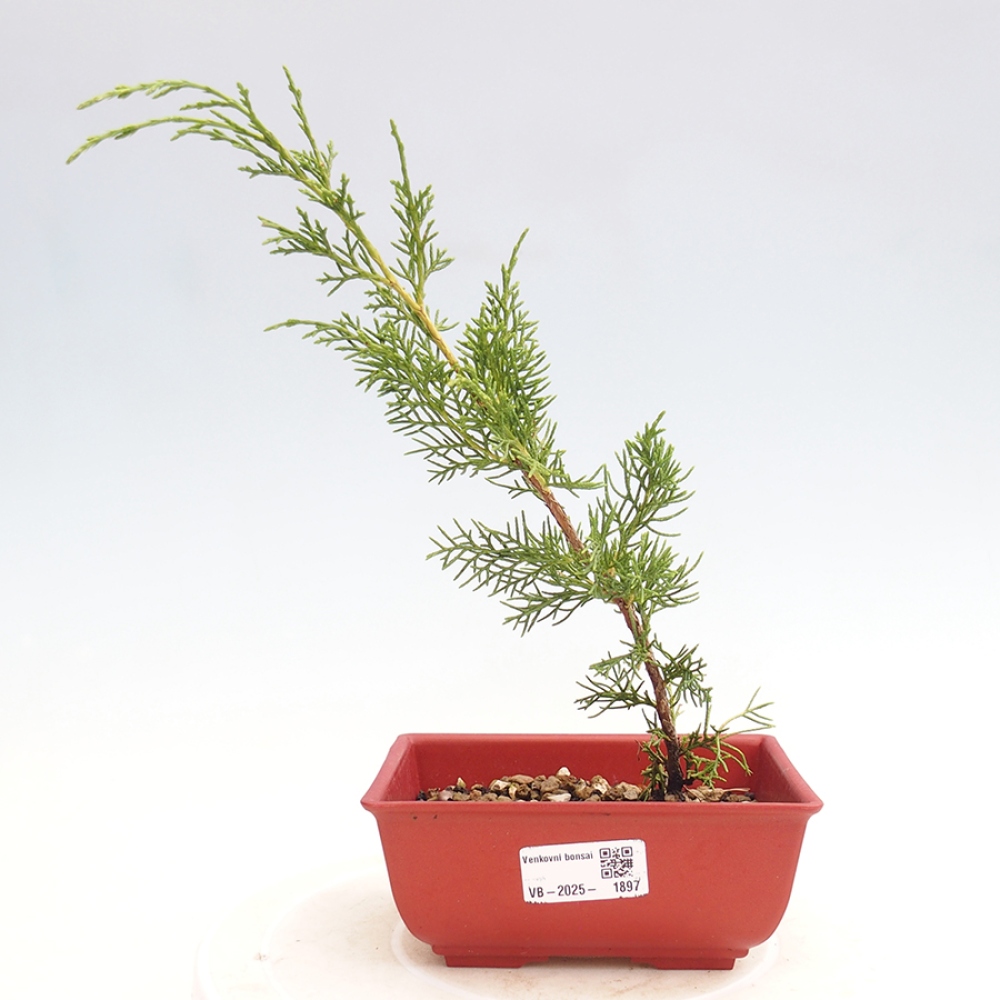 Vonkajší bonsai - Juniperus chinensis Itoigawa -Jalovec čínsky