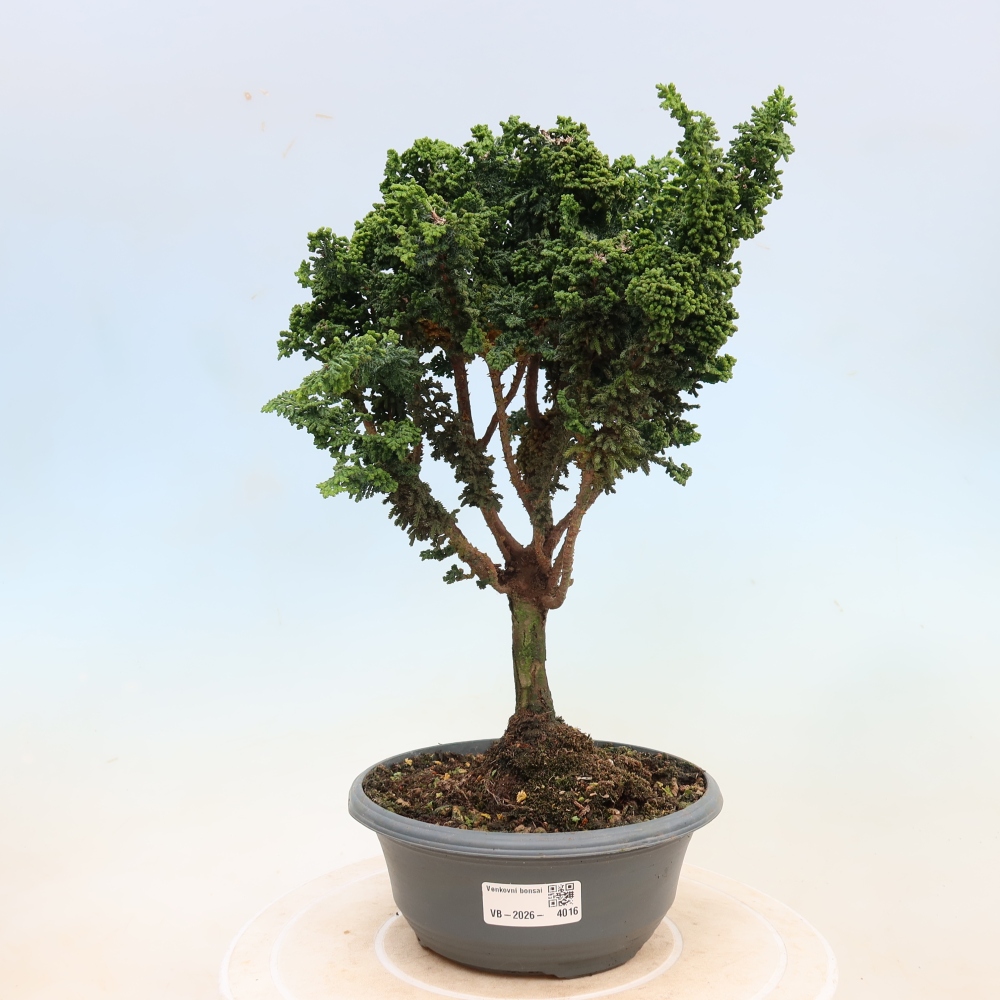 Vonkajší bonsaj - Cham. obtusa SEKKA HINOKI - Cypruštek