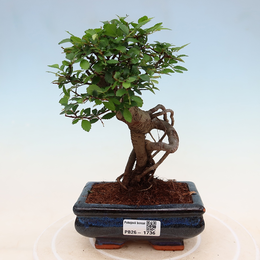 Izbový bonsaj - Ulmus parvifolia - brest malolistý