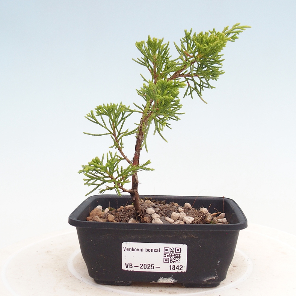 Vonkajší bonsai - Juniperus chinensis Itoigawa -Jalovec čínsky