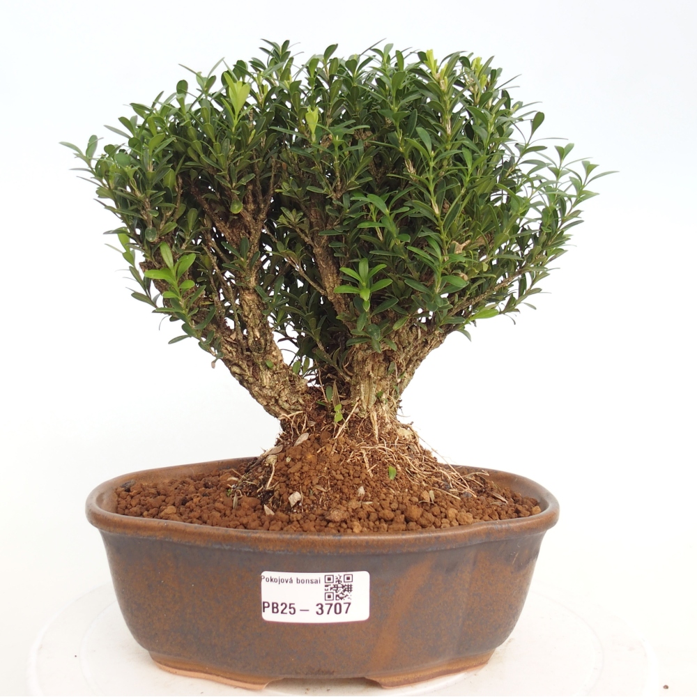 Izbová bonsai - Buxus harlandii - korkový buxus