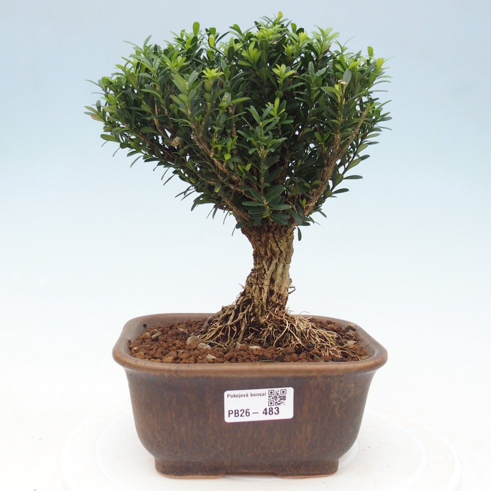 Izbové bonsaje - Buxus harlandii - korkový buxus
