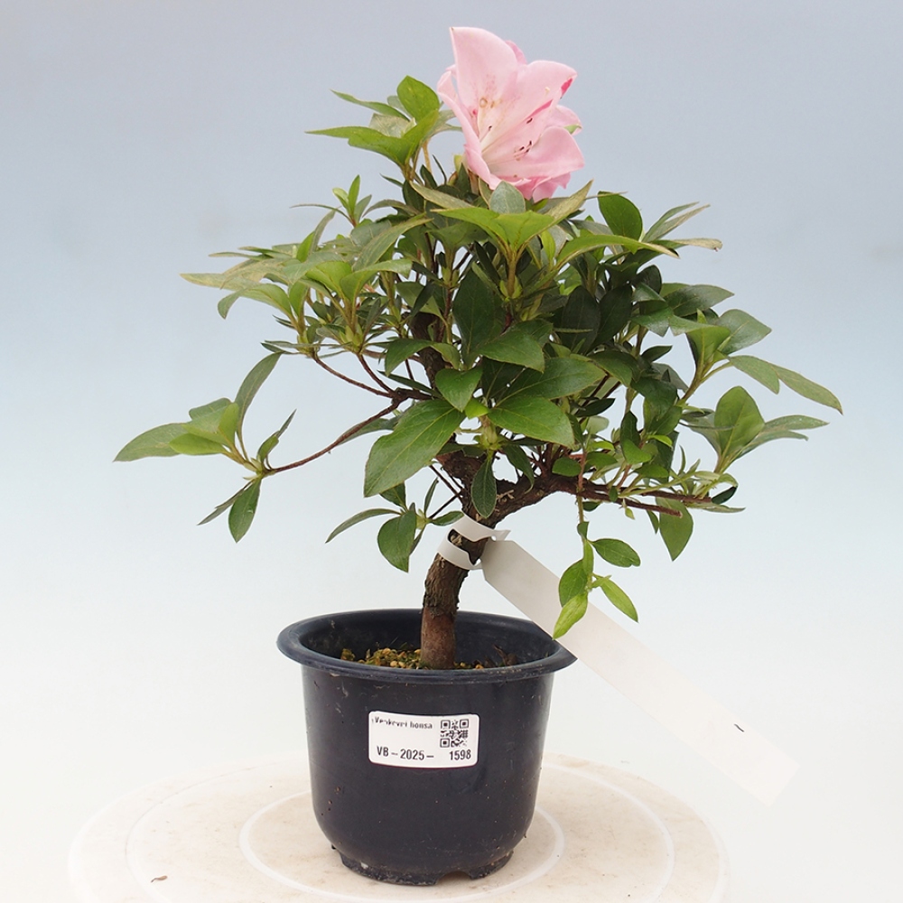 Vonkajší bonsai - Japonská azalka - Azalea Saien