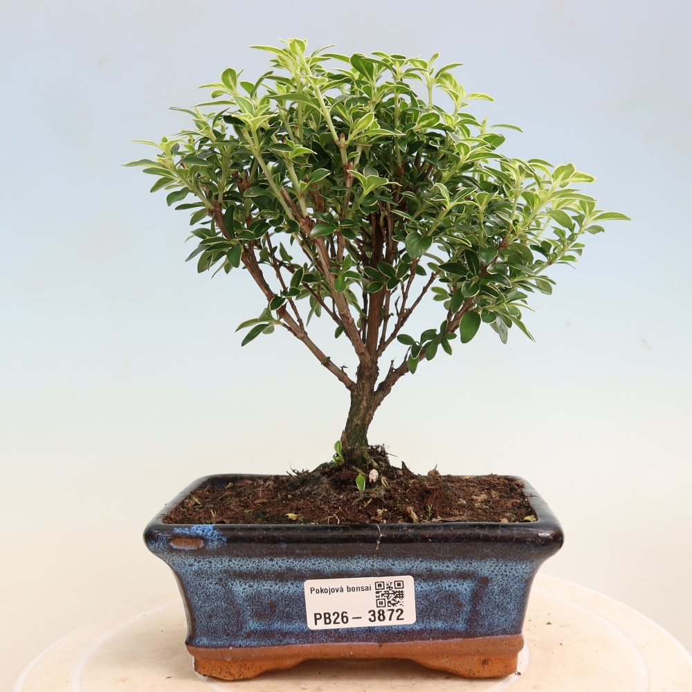 Izba bonsai – Serissa foetida Variegata – Strom tisíc hviezd