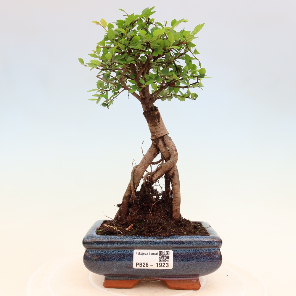 Izbový bonsaj - Ulmus parvifolia - brest malolistý