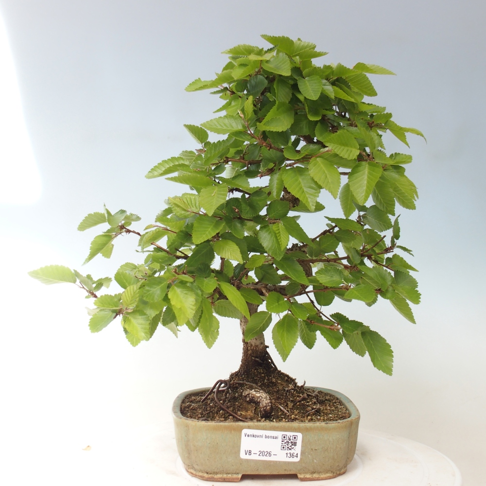 Vonkajšie bonsaje -Carpinus CARPINOIDES - Hrab kórejský
