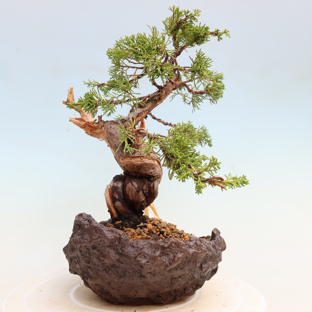 Vonkajší bonsai – Juniperus chinensis Itoigawa – čínsky jalovec