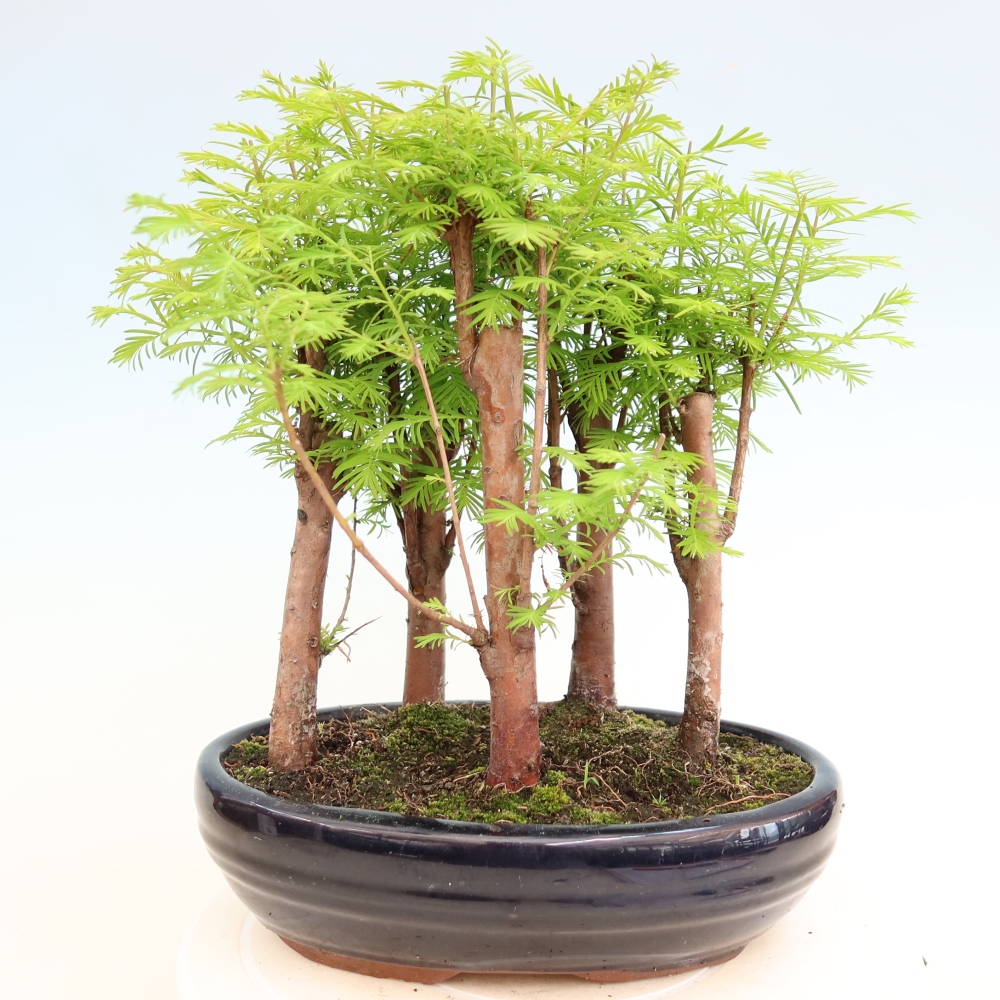 Vonkajší bonsai – Metasequoia glyptostroboides – čínska metasekvoja – hájik