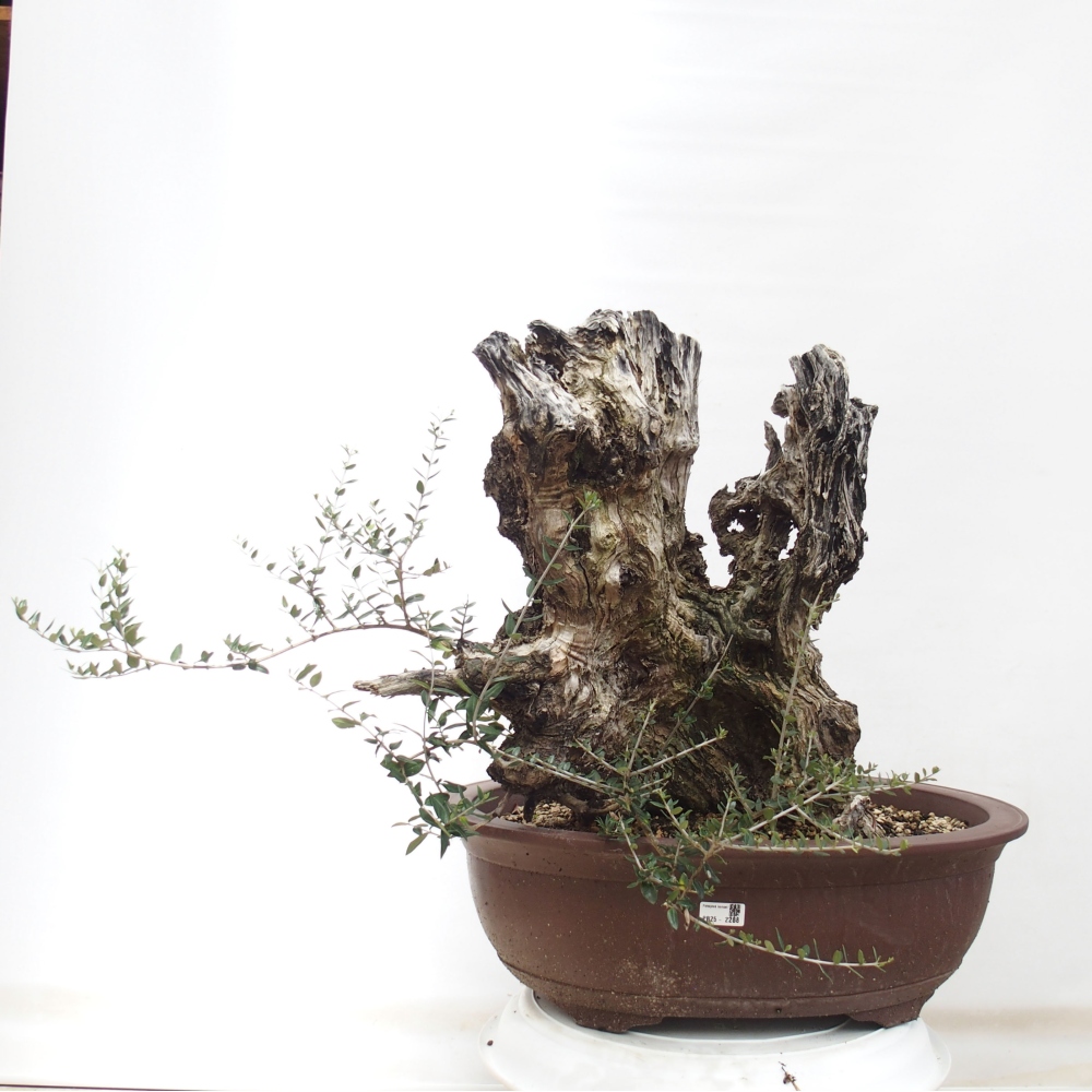 Izbová bonsai - Olea europaea sylvestris -Oliva evropská drobnolistá