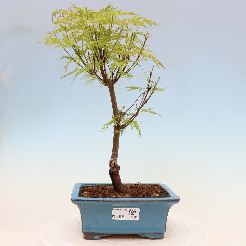 Vonkajšie bonsai - Acer palmatum Dissectum - Javor dlaňolistý 