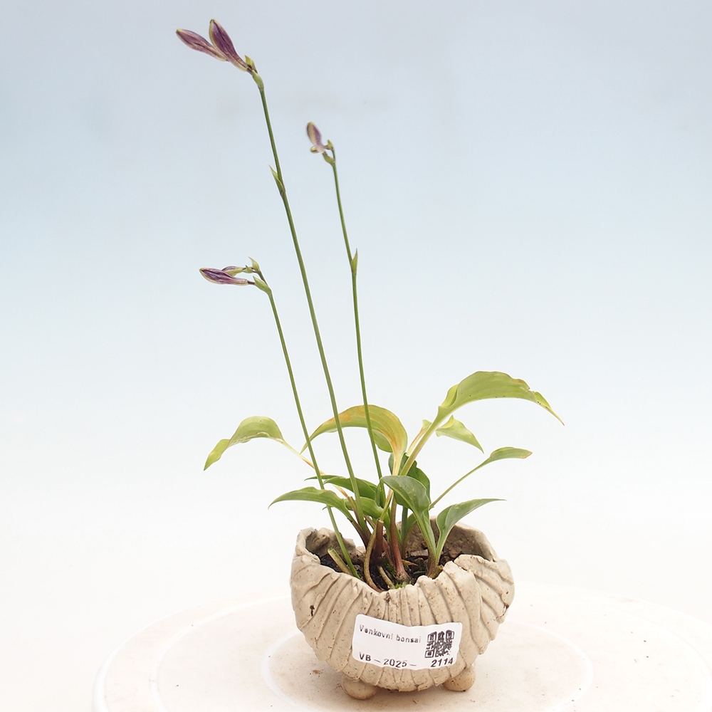 Vonkajšie bonsai - Mini Hosta - Bohyška