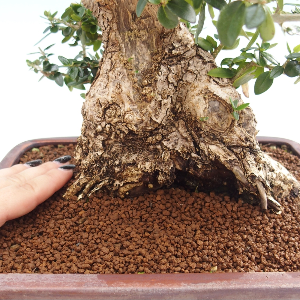 Izbová bonsai - Olea europaea sylvestris -Oliva evropská drobnolistá