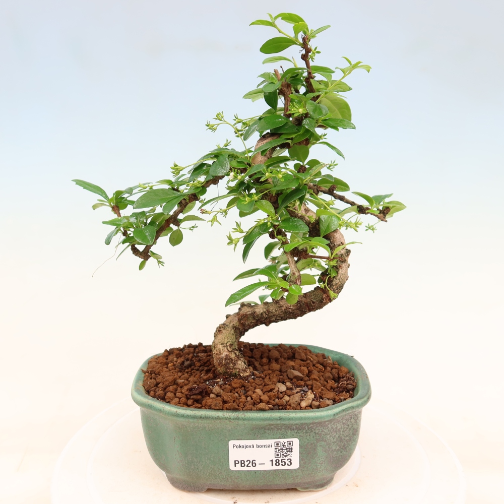 Izbové bonsaje - Carmona macrophylla - Tea fuki